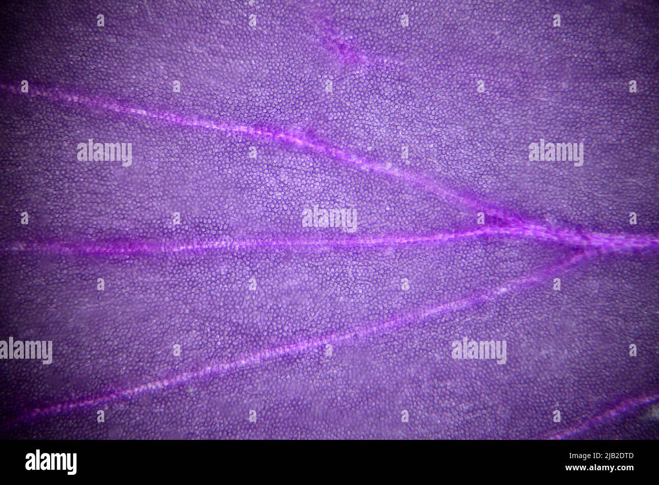 Imagen microscópica de un pétalo de flor que muestra células individuales. Tamaño del marco c5mm en la parte transversal Foto de stock