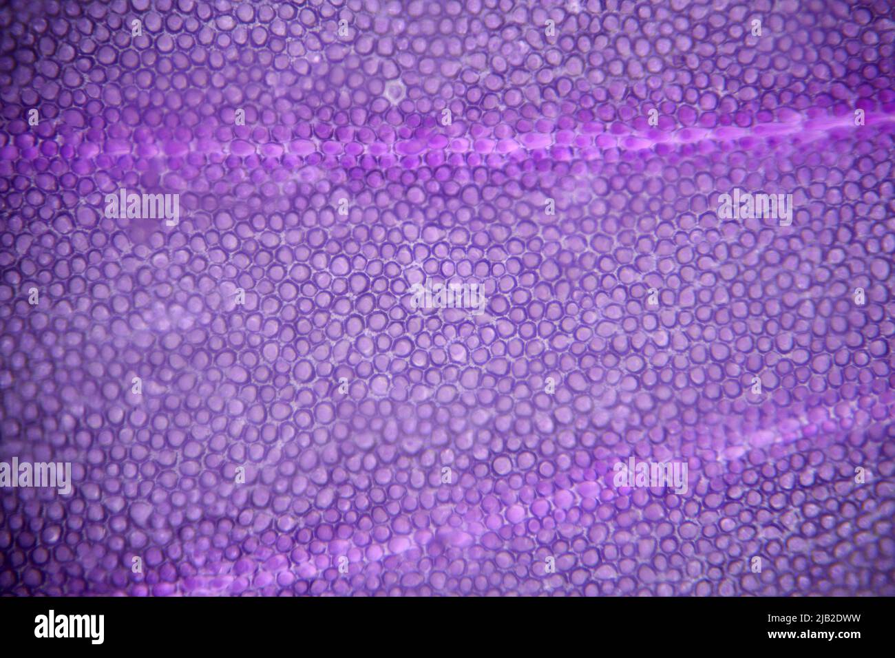 Imagen microscópica de un pétalo de flor que muestra células individuales. Tamaño del marco c2mm en la parte transversal Foto de stock