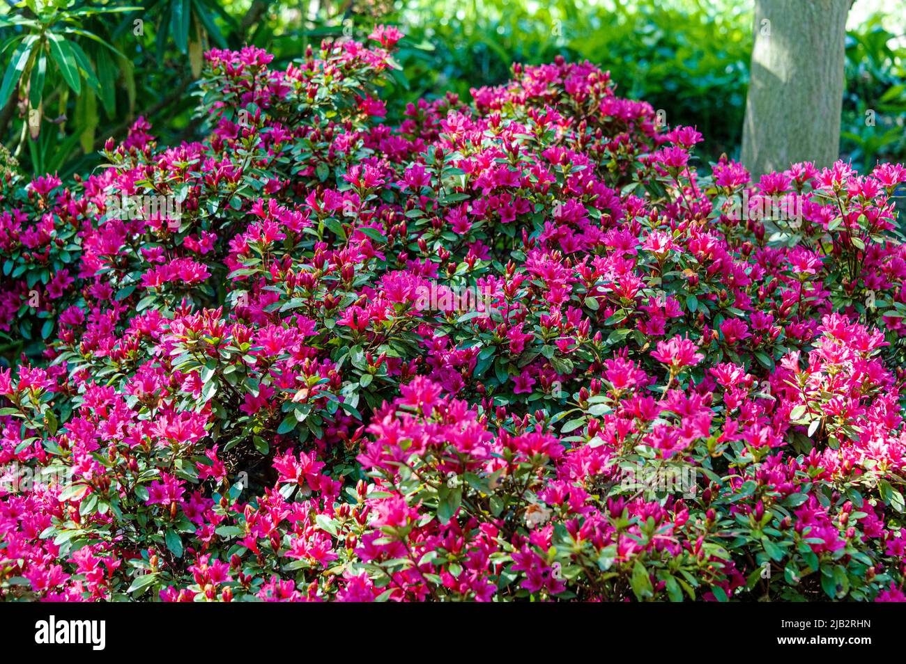 Rhododendron Toreador, Ericaceae. Flores rojas/rosadas en primavera. Foto de stock