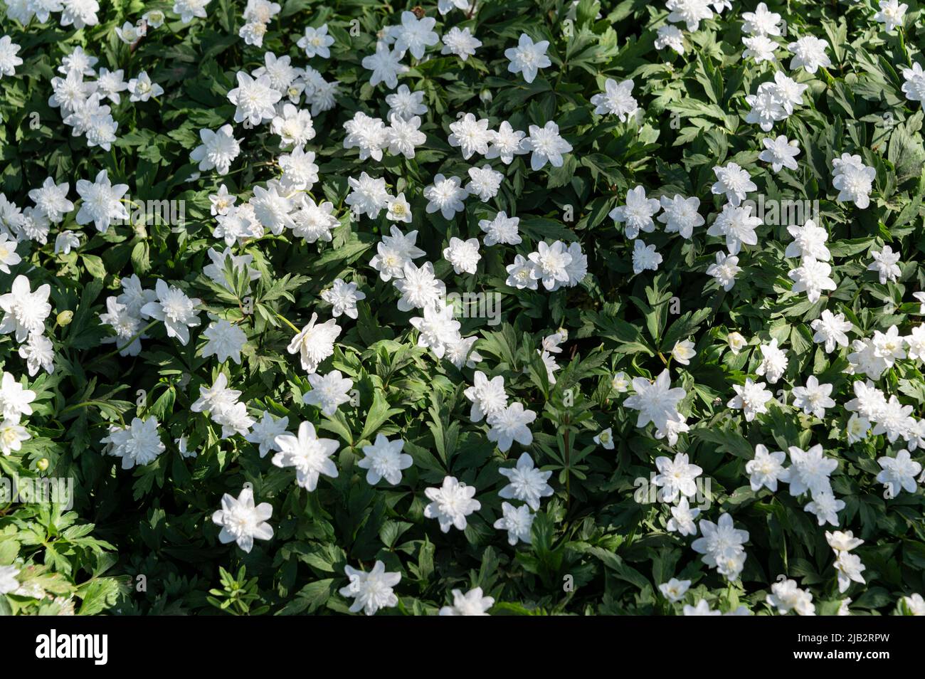 Anemone nemorosa, flore,pleno, Ranunculaceae. Flores blancas de primavera. Foto de stock