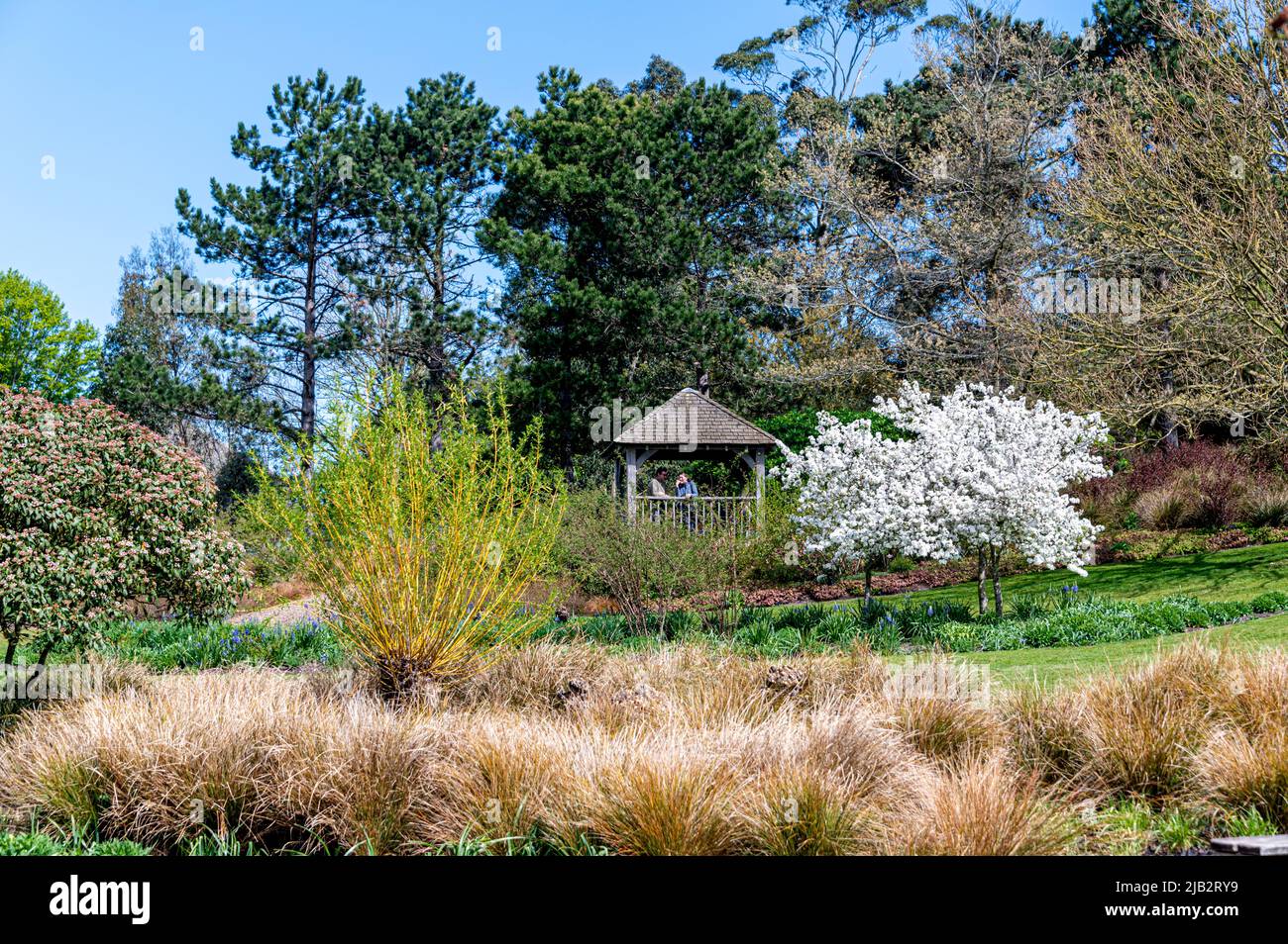 Cenador con vistas a Clover Hill, en el borde del jardín australiano y neozelandés, en RHS Hyde Hall. Foto de stock