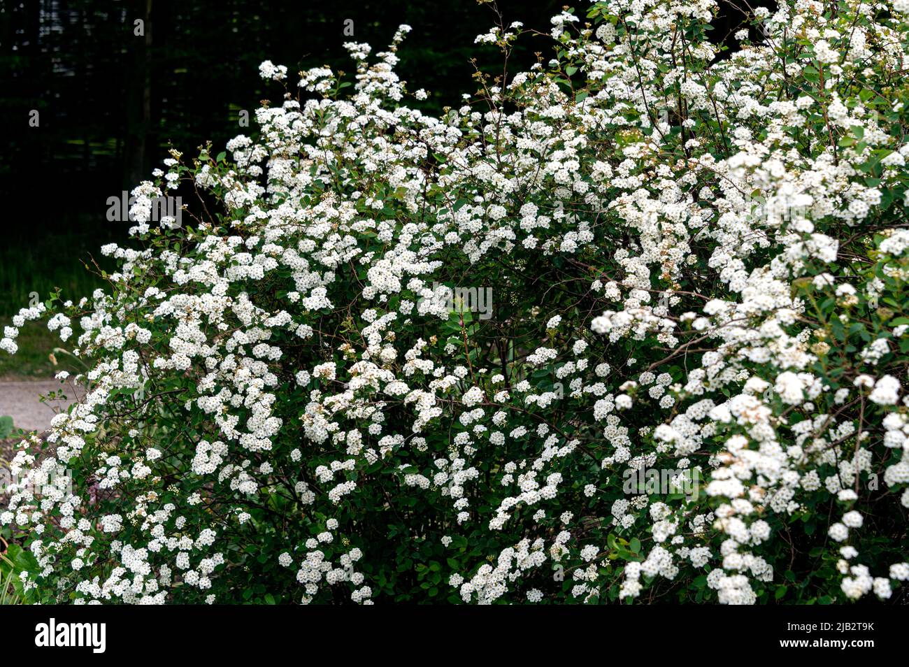 spirea,vanhouttei, corona de novia, rosáceas, flores blancas. Foto de stock