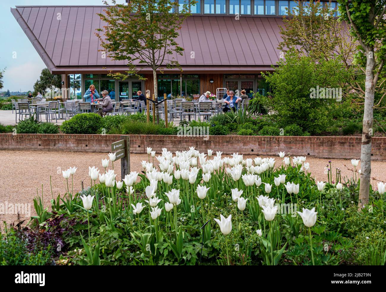 RHS Hyde Hall, el restaurante Gardeners Rest en primavera, con tulipanes blancos en primer plano. Foto de stock