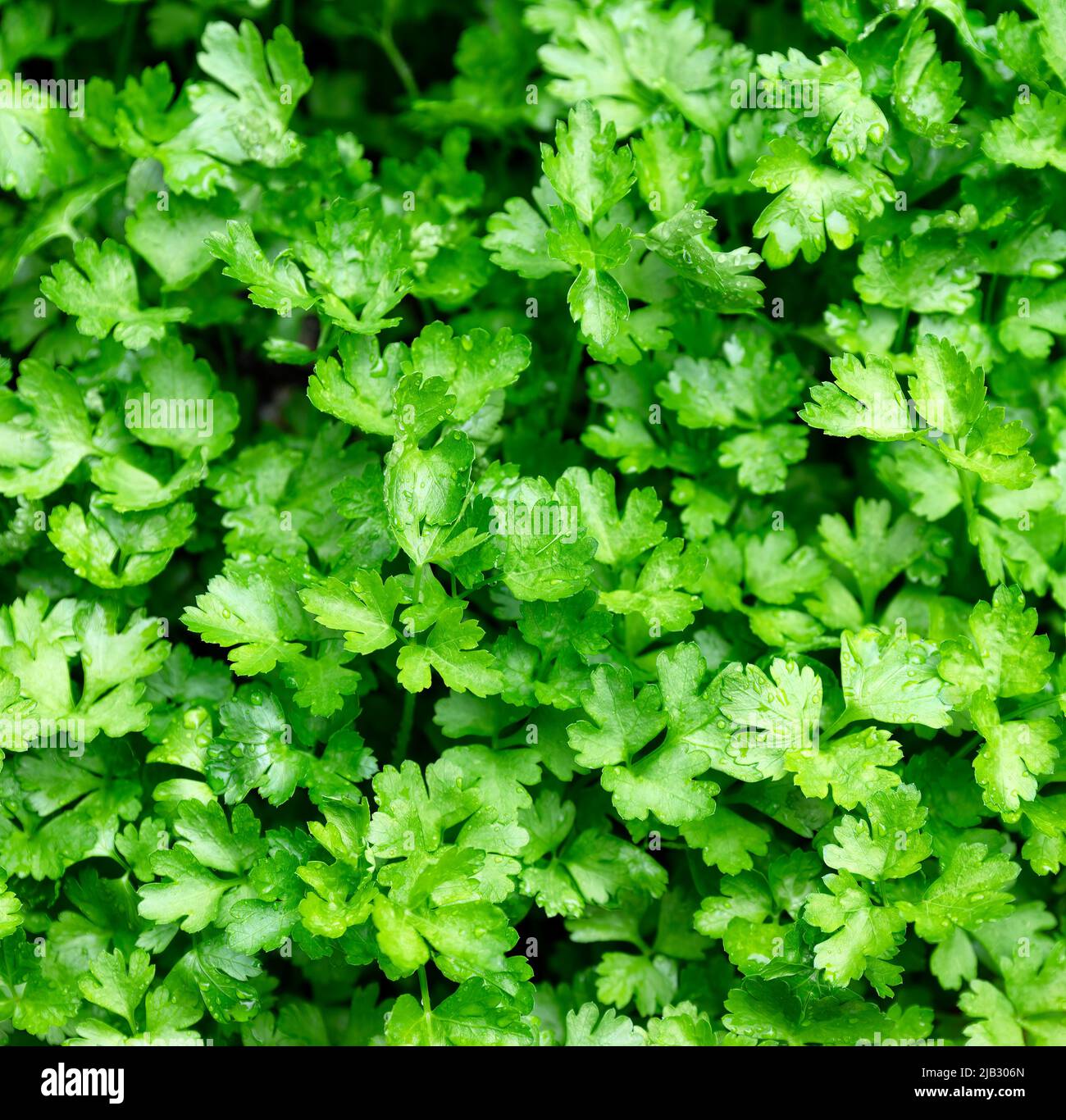 Jardín de hojas de perejil verde de hoja plana italiana orgánica en marco lleno de cerca de la vista Foto de stock