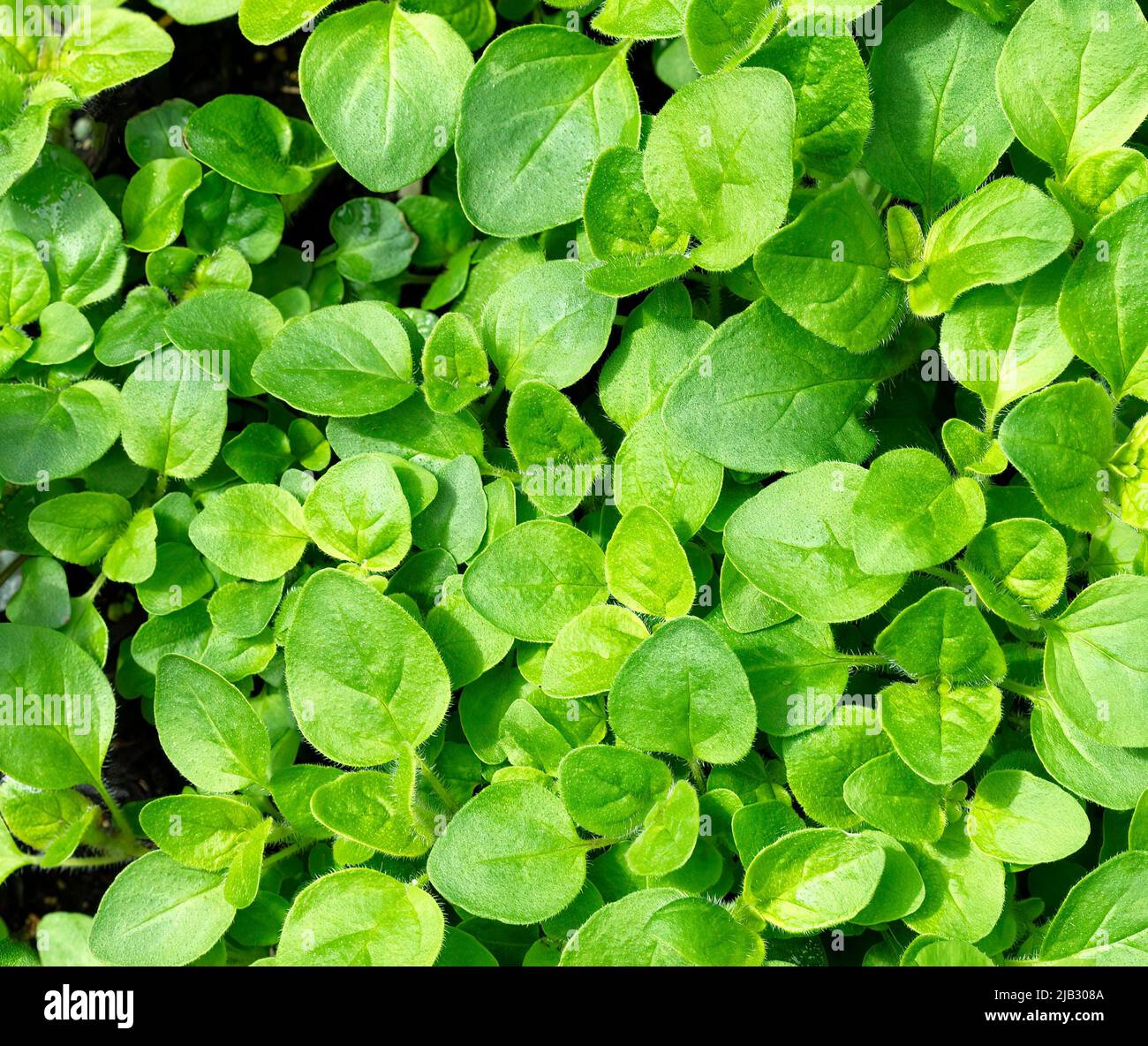 Hierba de orégano fresca en fondo relleno del marco Foto de stock