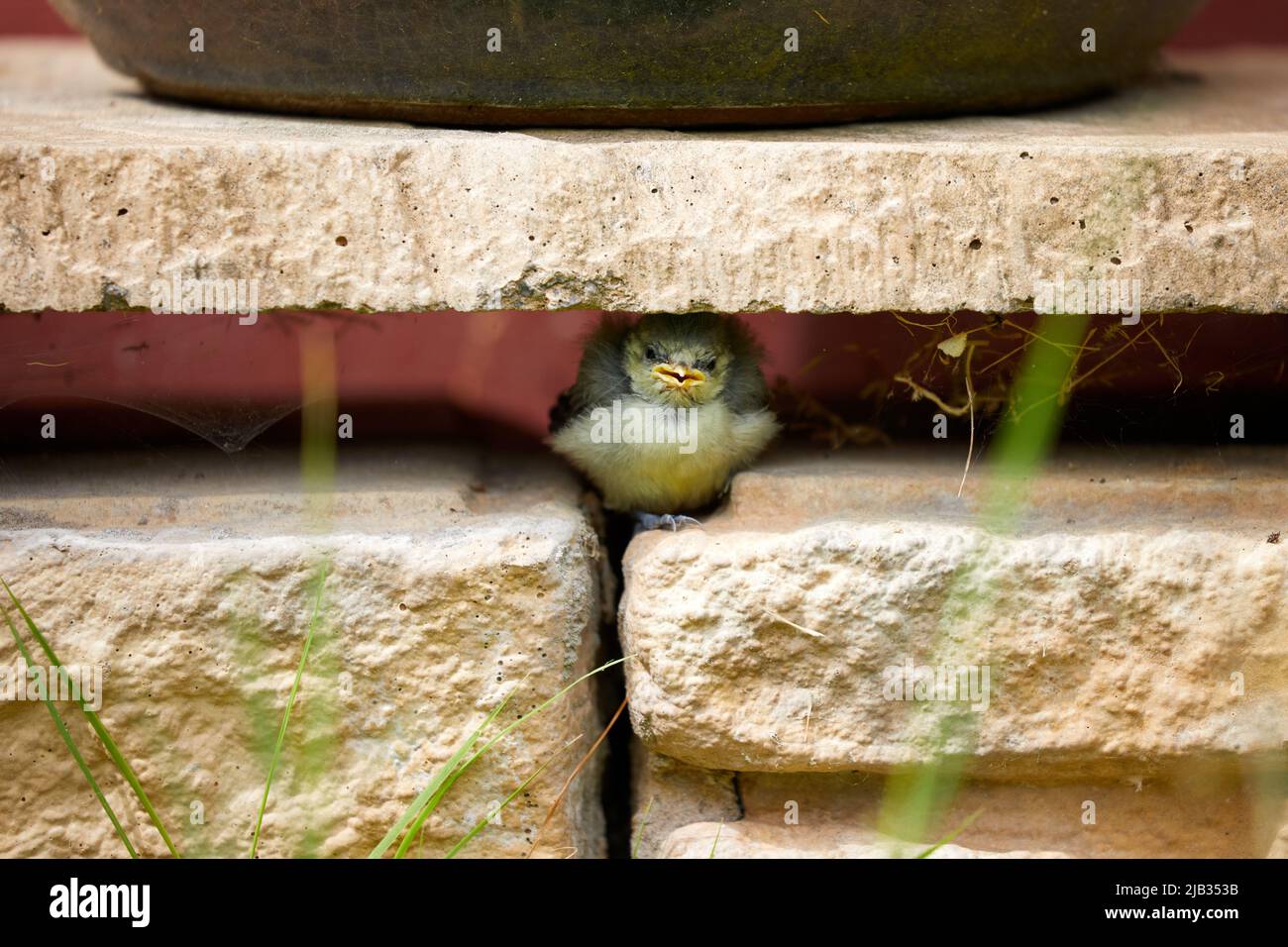 Fordingbridge, Reino Unido. - 31 de mayo de 2022: Una tita azul se esconde entre una pared de jardín. Un momento peligroso para las pulgas Después de dejar el nido, continúan dependiendo de la ayuda de sus padres durante varias semanas. Foto de stock