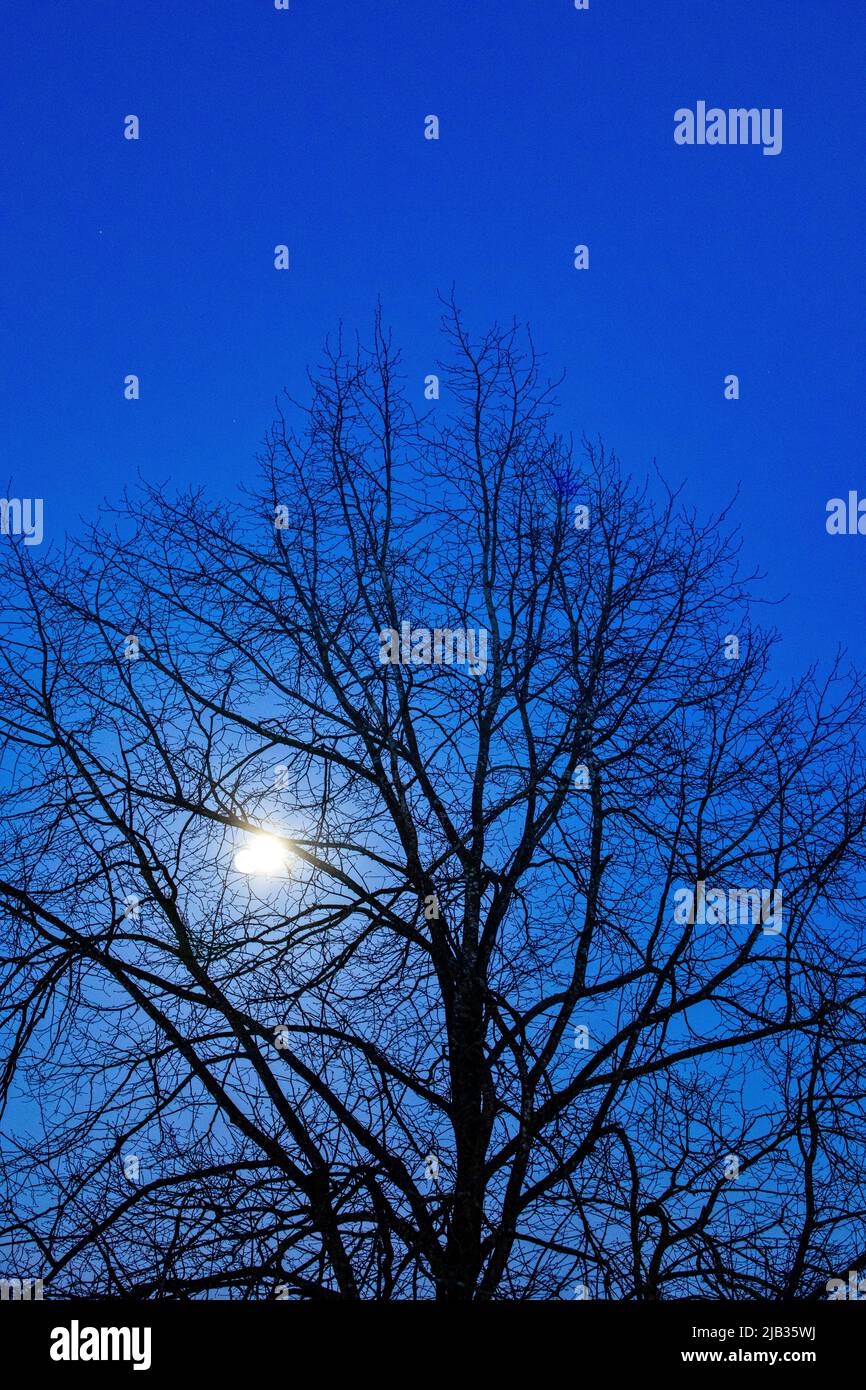 Luna brillando a través del árbol desnudo en otoño Foto de stock