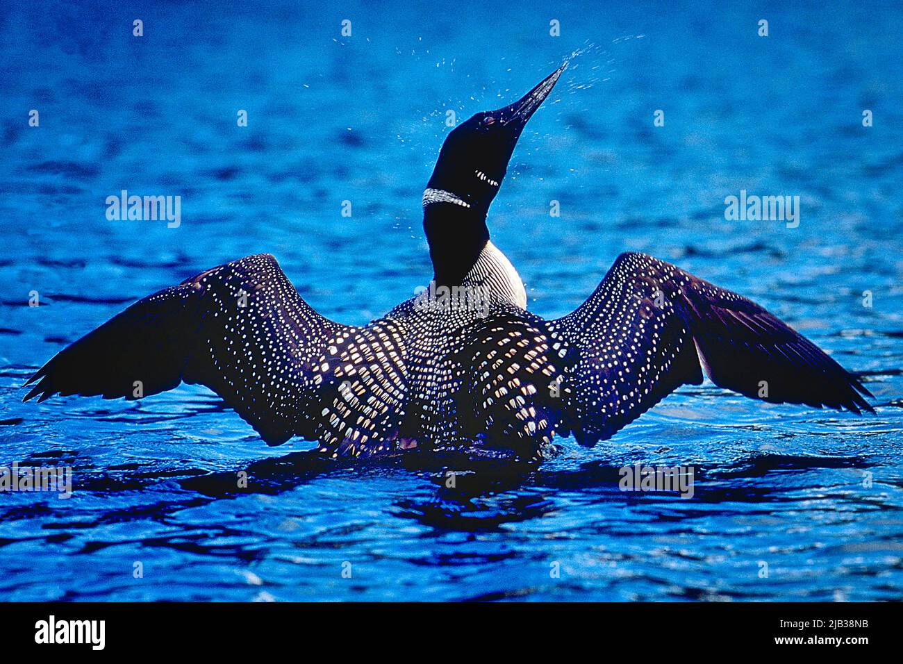 Un Loon Común abre sus alas y se extiende sobre un lago de Minnesota. Foto de stock