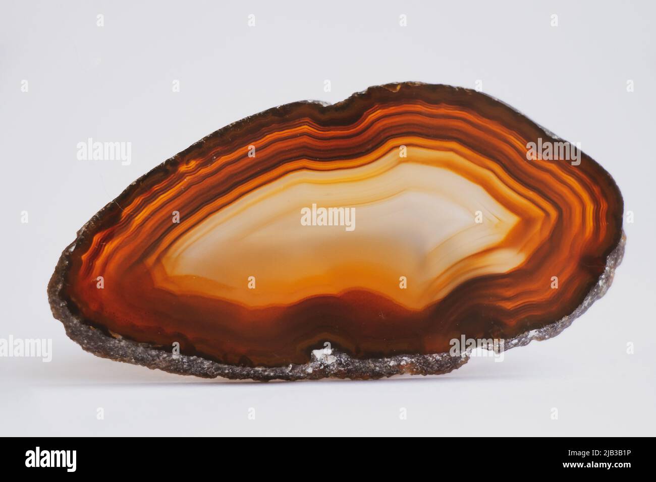 borraja de gema marrón en corte sobre fondo blanco Foto de stock