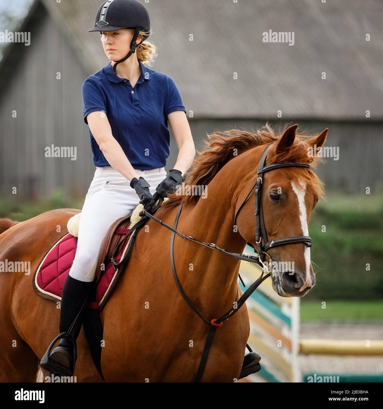 Retrato de jockey mujer jinete con el concepto de caballo marrón publicidad club ecuestre escuela. Foto de stock