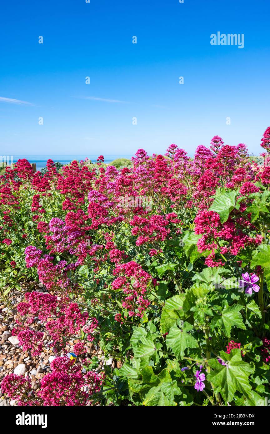 Planta Valeriana Roja (Ruber Centranthus), Aka Spur Valerian, Kiss-me-quick, cepillo de Fox, barba Jupiters, En una playa en Spring en West Sussex, Reino Unido. Foto de stock