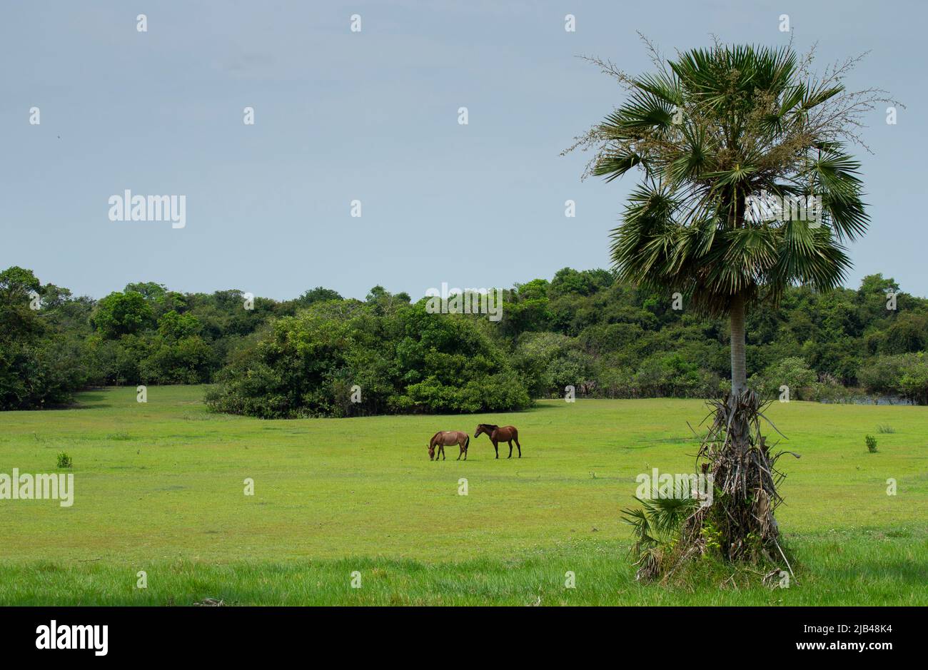 Caballos pastando en Fazenda Barranco Alto, Pantanal Foto de stock