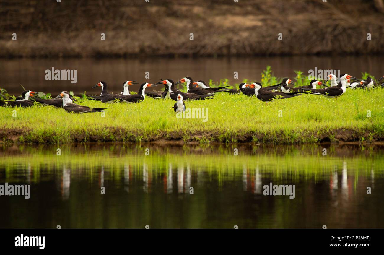 Black Skimmer (Rynchops niger) rebaño en la orilla del río Foto de stock