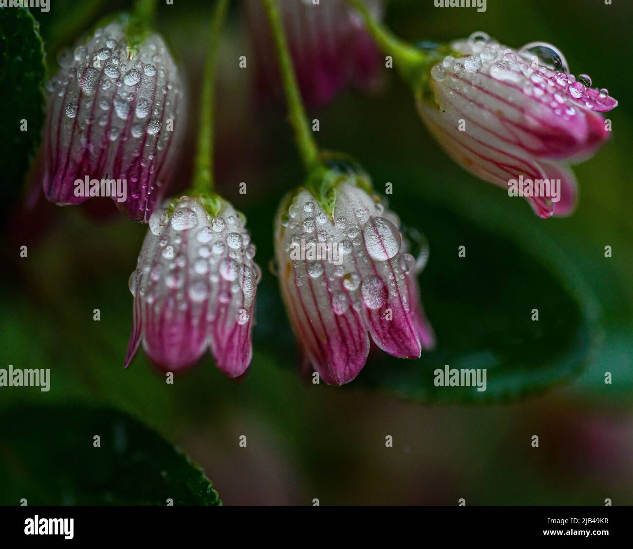 Gotitas de agua en flores y hojas - gotas de agua en pétalos de flores y  hojas - gotas de lluvia y gotas de lluvia en plantas Fotografía de stock -  Alamy