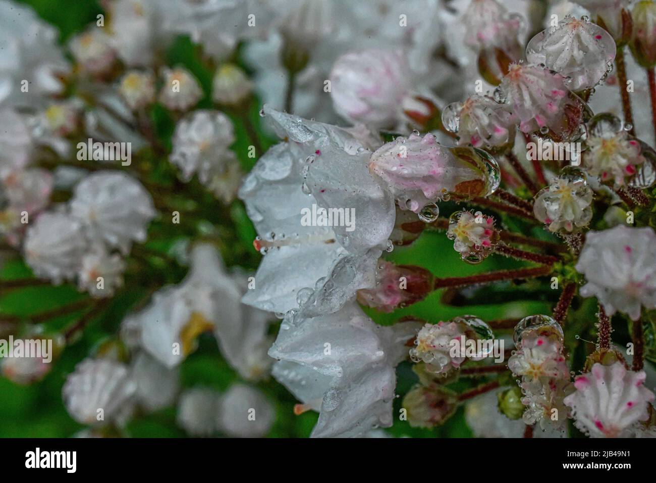 Gotitas de agua en las flores fotografías e imágenes de alta resolución -  Alamy