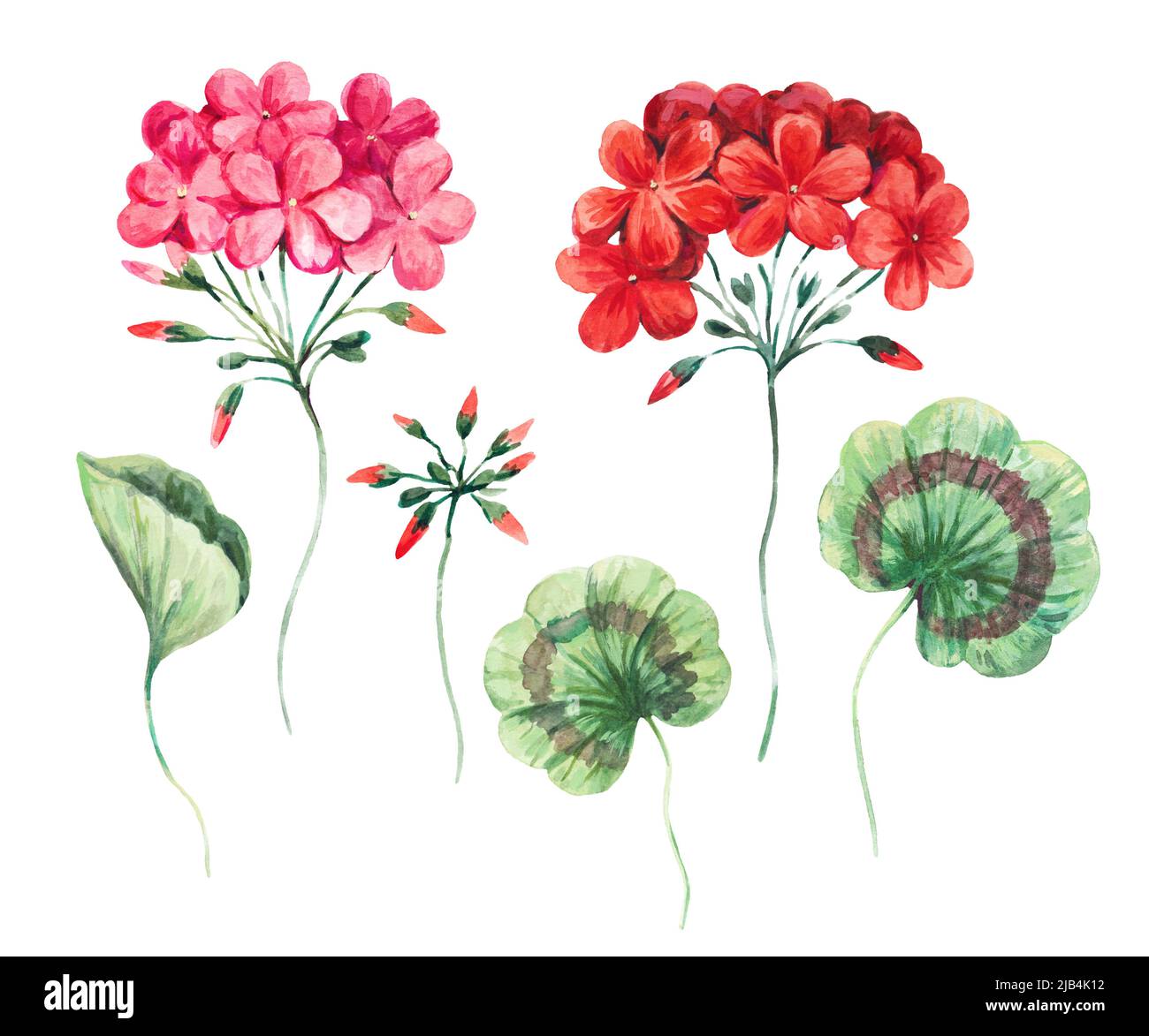 Ilustración floral acuarela de flores y hojas de geranio. Ilustración  botánica aislada sobre fondo blanco Fotografía de stock - Alamy