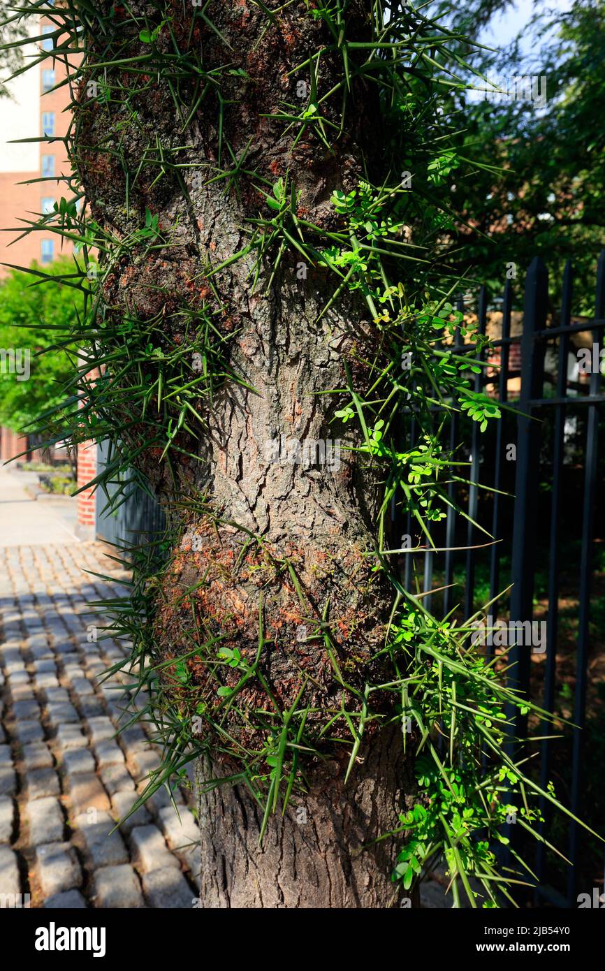 Una langosta de miel sin espinas, Gleditsia triacanthos var. Inermis, con espinas y arboles en su tronco, Manhattan, Nueva York. Foto de stock
