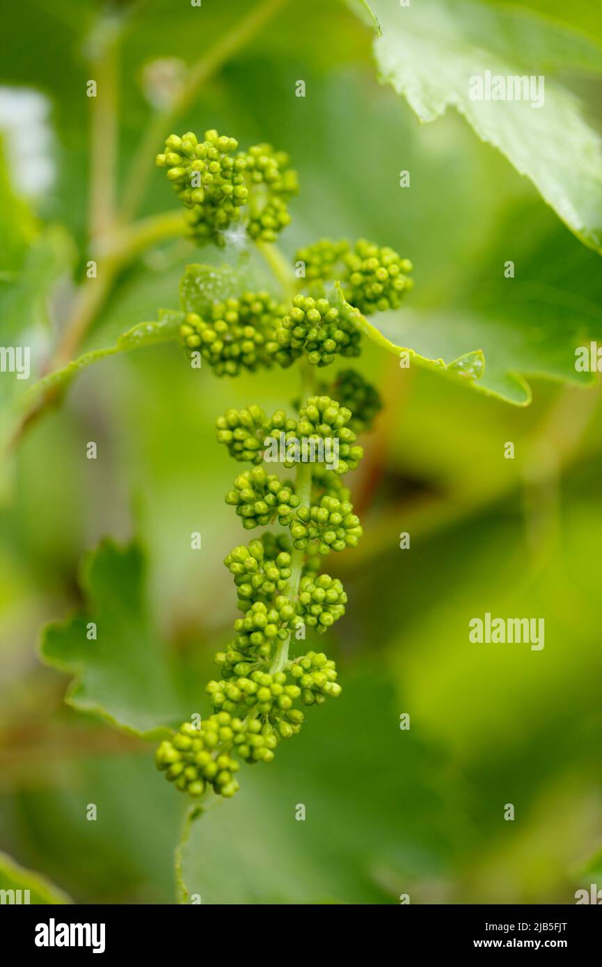 Viticultura DE GRAN CANARIA - flores de vid pequeñas y uvas formadoras Foto de stock