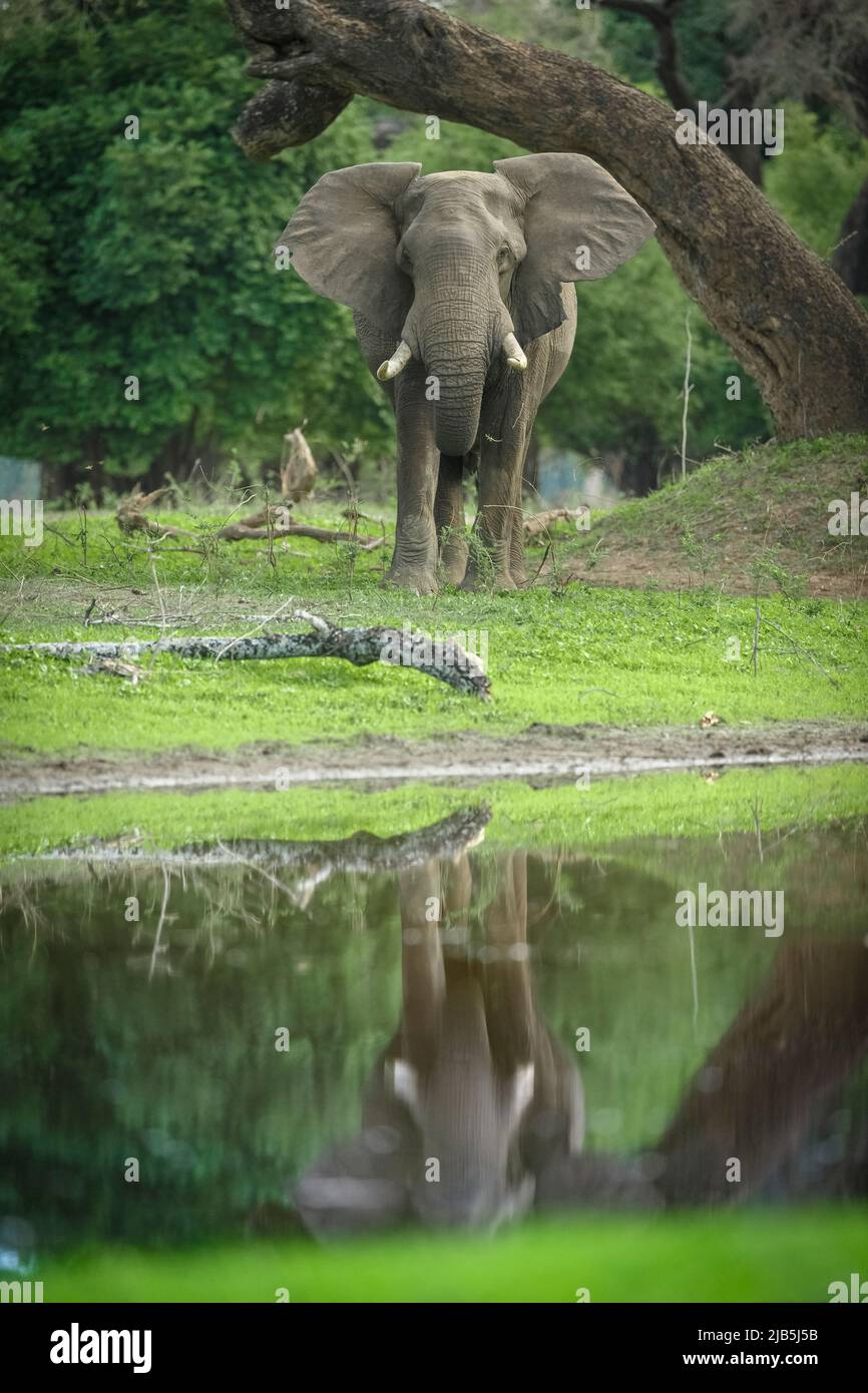 Elefante comiendo hierba al lado de la piscina en el Parque Nacional de Mana Pools, después de las lluvias Foto de stock