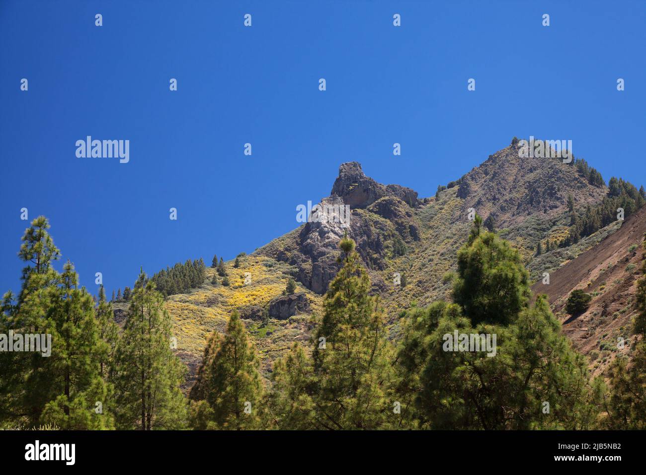 Roque saucillo fotografías e imágenes de alta resolución - Alamy