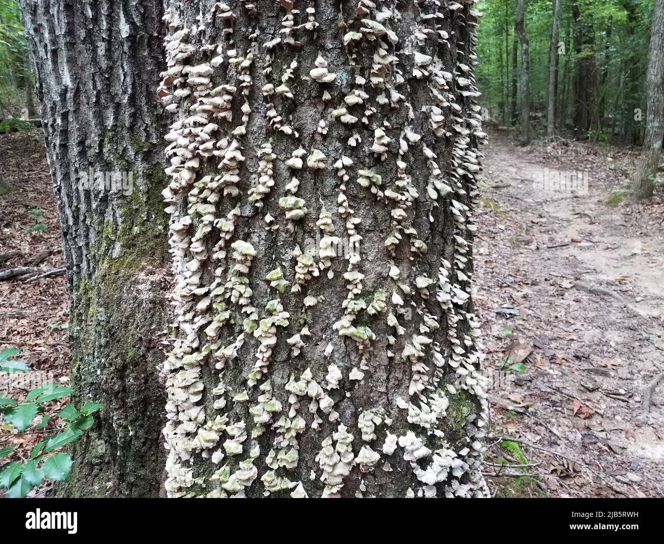 hongo o hongo blanco que crece en el tronco del árbol en el bosque o en los  bosques Fotografía de stock - Alamy