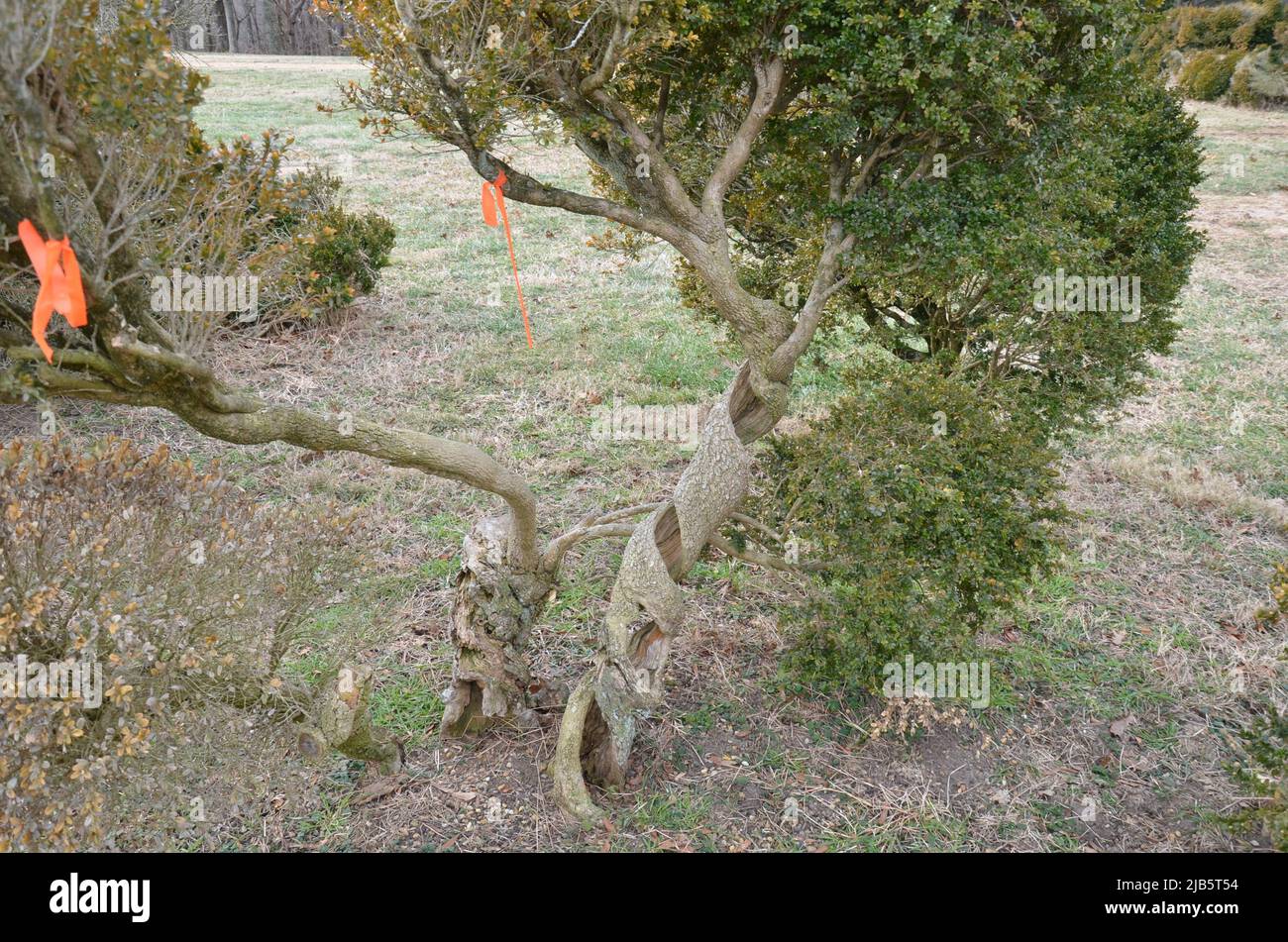 arbusto verde o planta o árbol con cinta naranja atada en él Fotografía de  stock - Alamy
