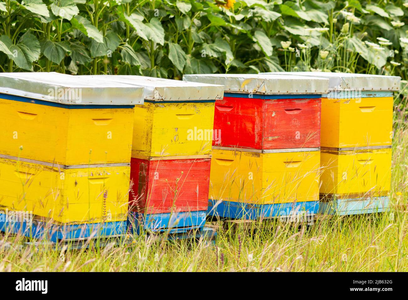 Colmenas de abeja en la naturaleza. Día Nacional de la Abeja de Miel. Foto de stock