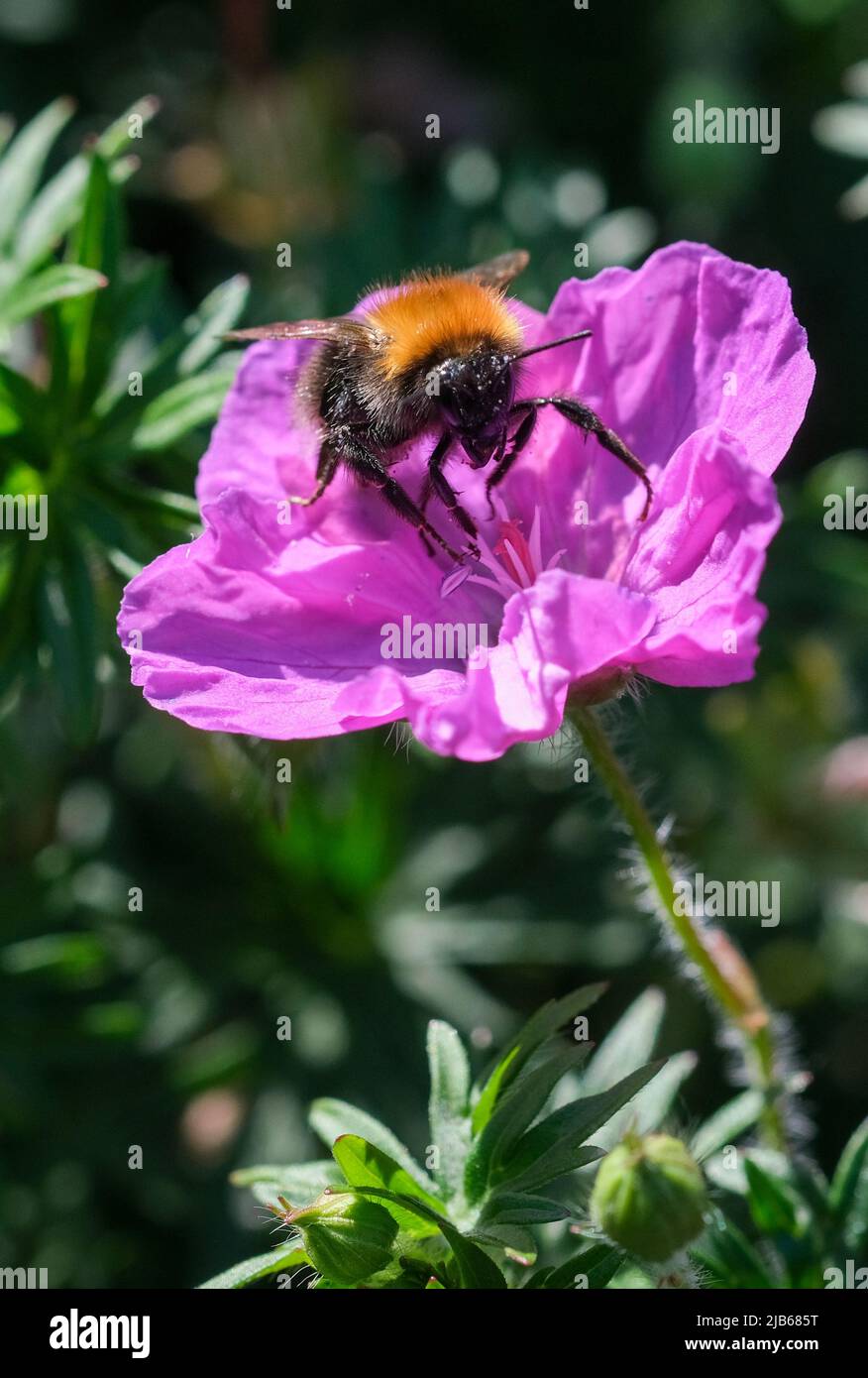 Berlín, Alemania. 03rd de junio de 2022. Un abejorro se sienta en una flor mientras cuenta insectos en el verano de insectos de la NABU en el Duftgarten Friedrichshain. Los participantes cuentan insectos hasta una hora en jardines, parques, balcones y prados, o en el bosque, para conocer mejor la naturaleza en su propio entorno. Las observaciones también se pueden introducir en línea en una aplicación. Crédito: Jens Kalaene/dpa/zb/dpa/Alamy Live News Foto de stock