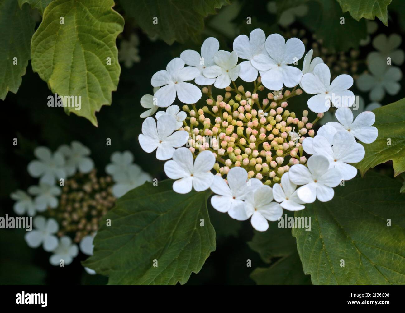 Viburnum blanco Foto de stock