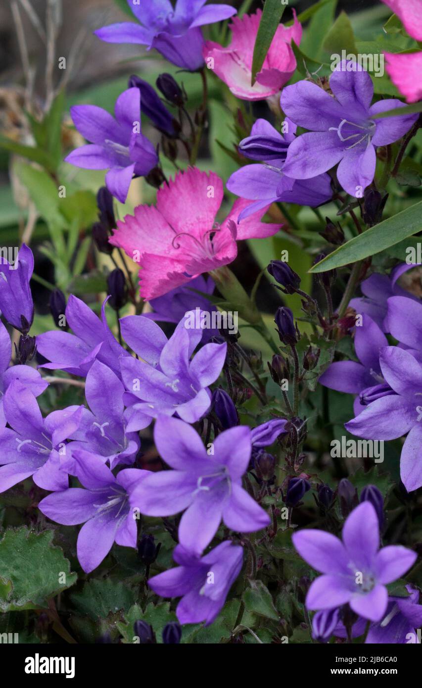 Rosa Dianthus y Campanula Púrpura Foto de stock
