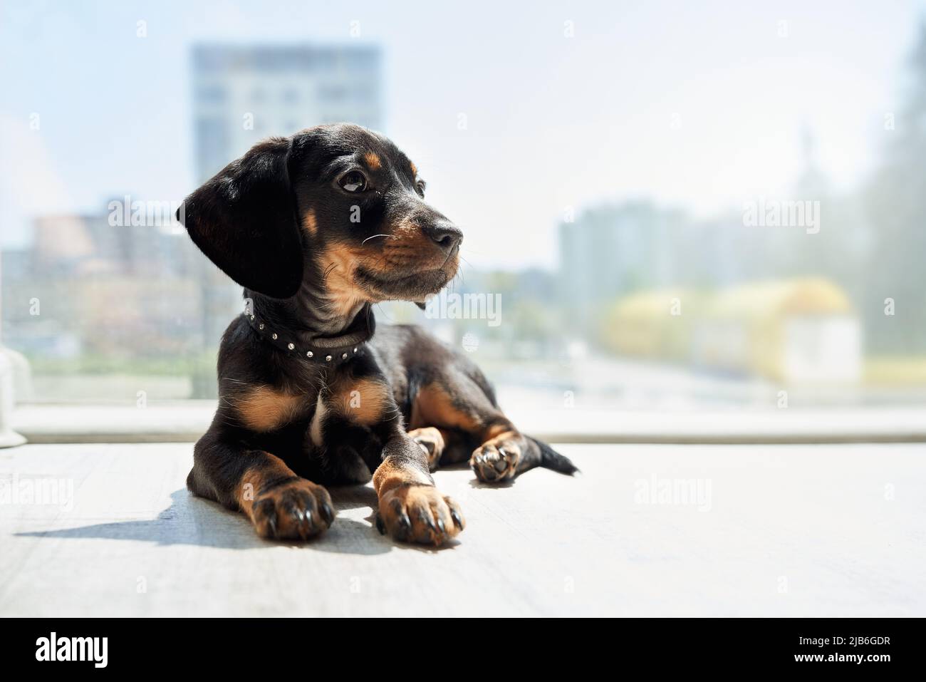 Vista frontal de dachshund pequeño, divertido que miente, mirando a un lado, considerado, con cuello negro en el interior. Un bonito taksa con pawsplaying marrón, relajante. Concepto de animales domésticos. Foto de stock