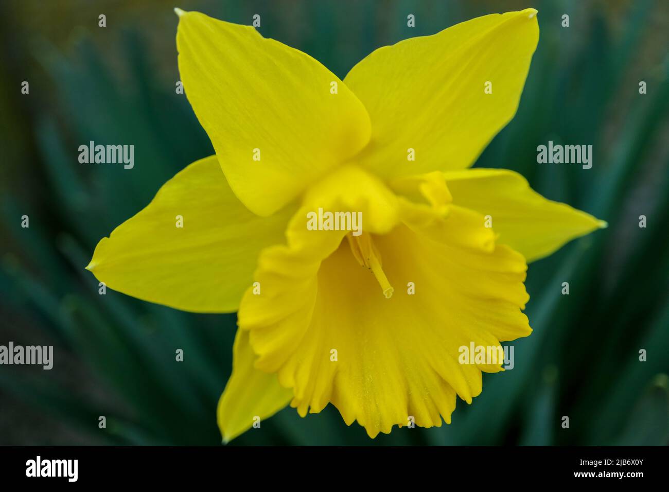 Narciso amarillo con hojas verdes , narciso en el jardín, flor amarilla de primavera macro, narciso amarillo , belleza en la naturaleza , foto floral, macro Foto de stock