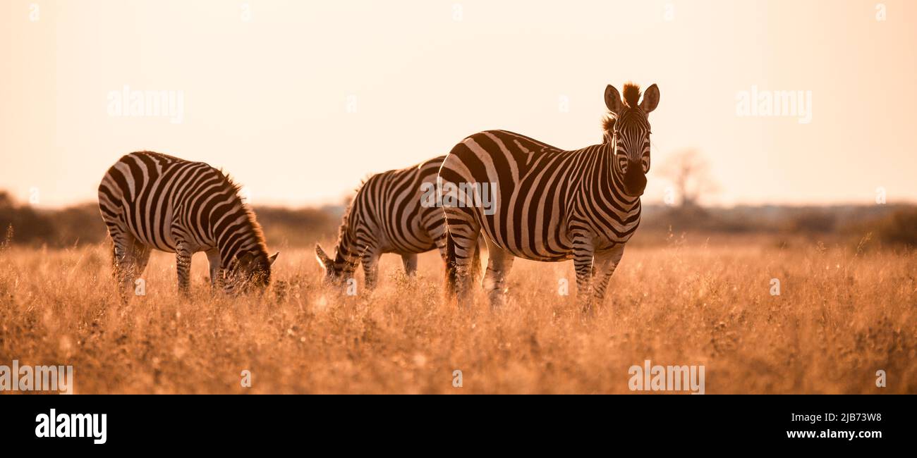 cebra en Kalahari Botswana frente a la cámara Foto de stock