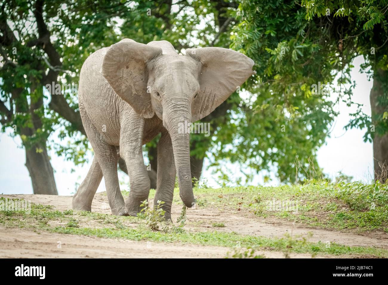 Joven elefante corriendo/cargando cerca del río zambezi zimbabwe Foto de stock