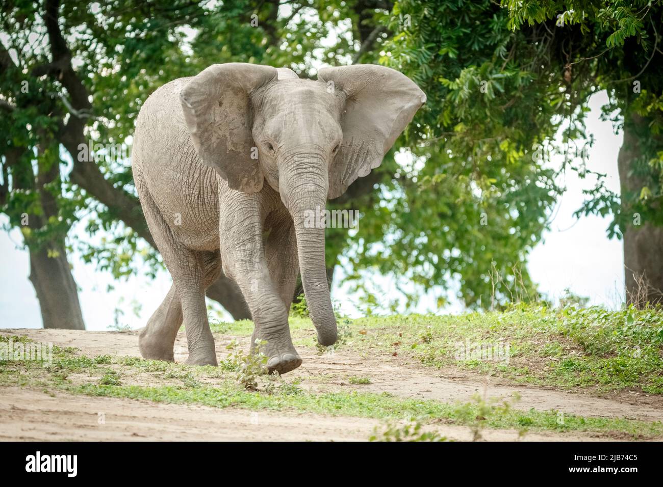 Joven elefante corriendo/cargando cerca del río zambezi zimbabwe Foto de stock