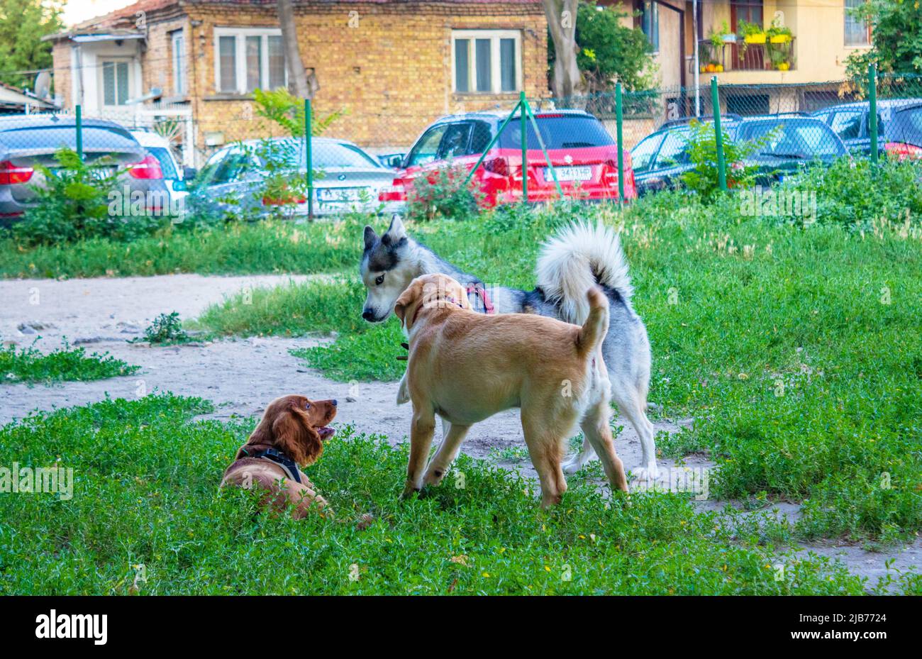 Perros cachorro-cker spaniels,labrador,husky jugando en un típico patio de recreo sucio Foto de stock
