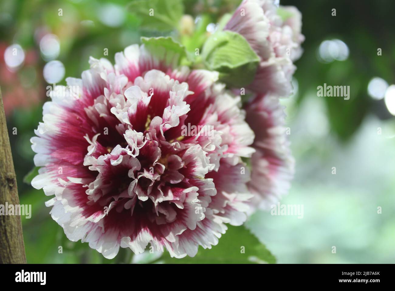 Alcea rosea, el hollyhock común, es una planta ornamental con flores de  dicot perteneciente a la familia malvaceae. Flor púrpura y blanca  Fotografía de stock - Alamy