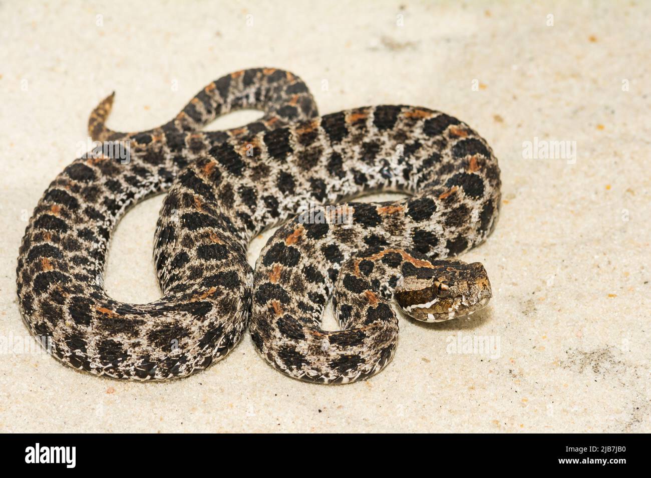 Serpiente de cascabel de pigmeo oscuro - Sistrurus miliarius barbouri Foto de stock
