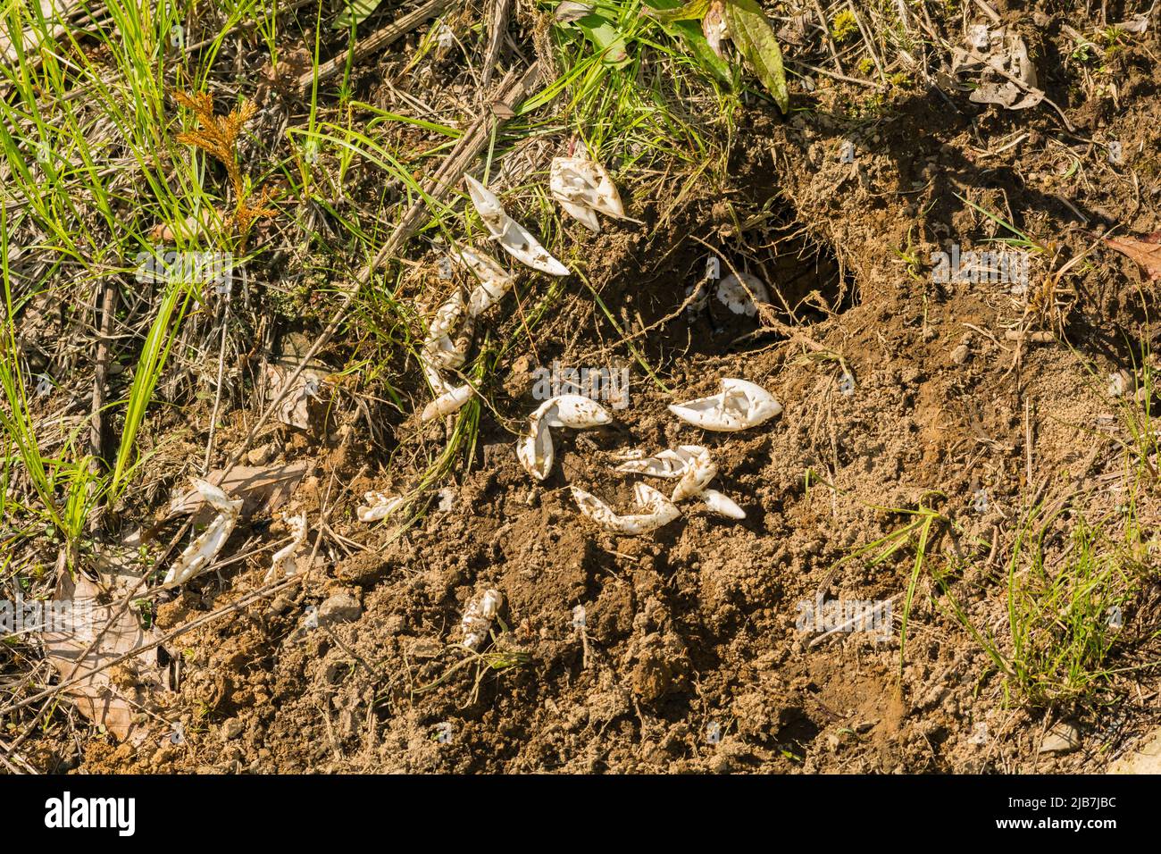 Restos de un nido de tortuga trenzado Foto de stock