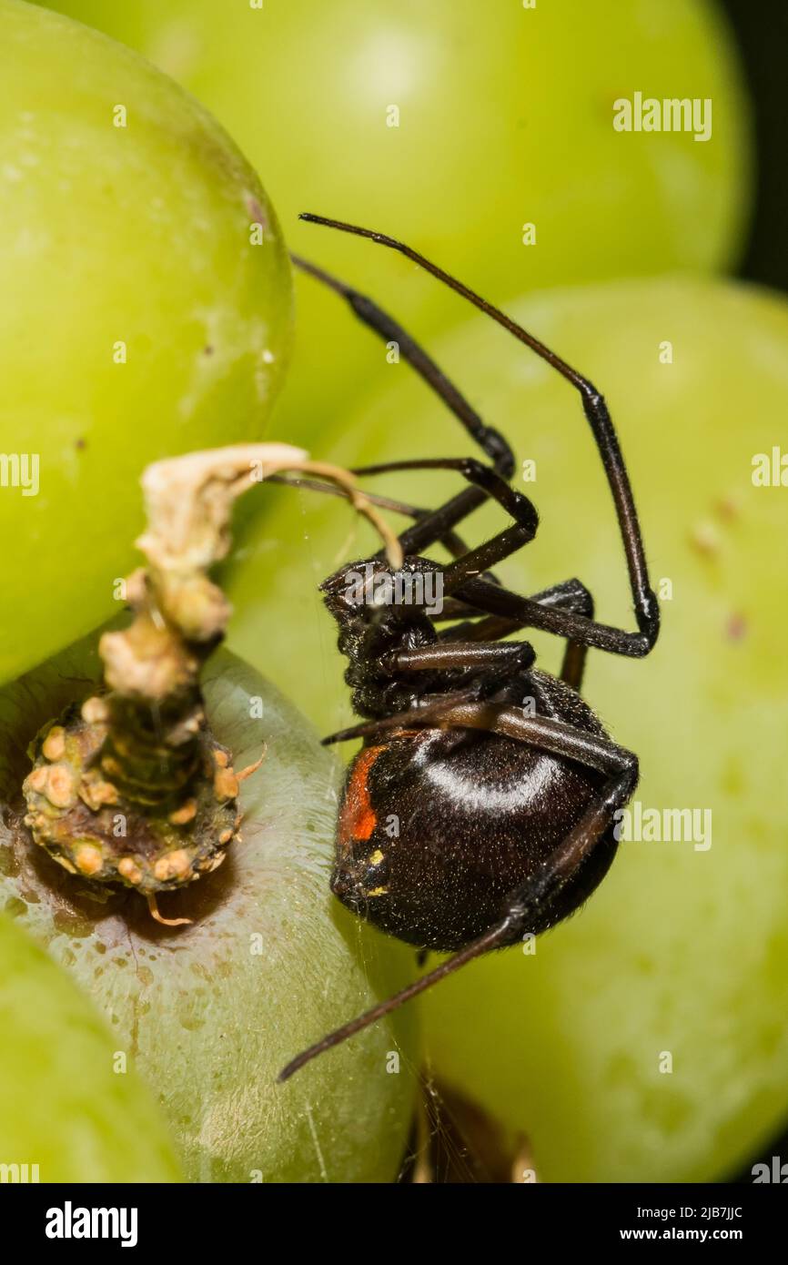 Araña viuda negra escondida en uvas del supermercado Foto de stock