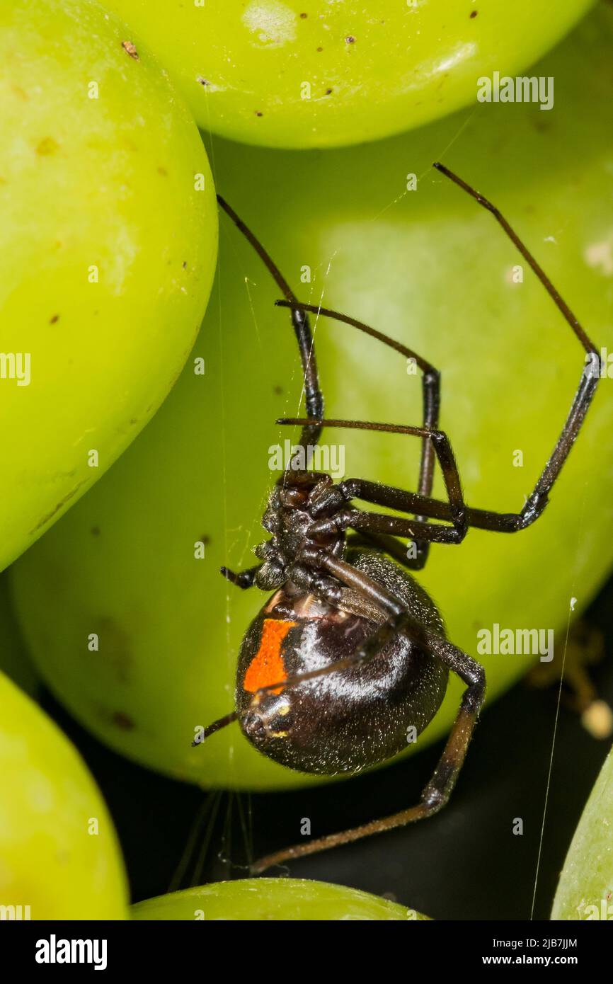 Araña viuda negra escondida en uvas del supermercado Foto de stock