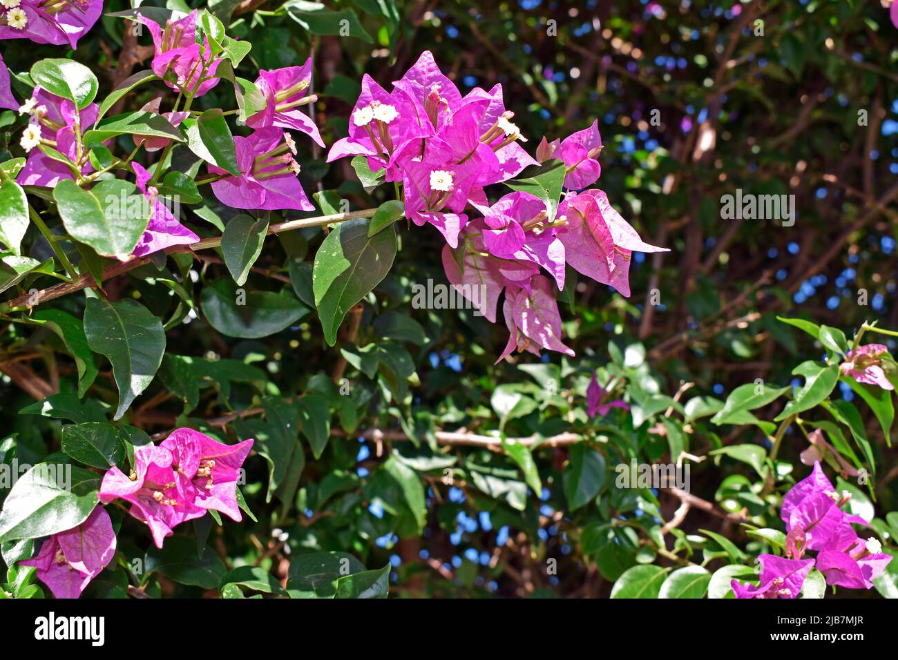 Flores de buganvillas rosas (Bougainvillea spectabilis) Foto de stock