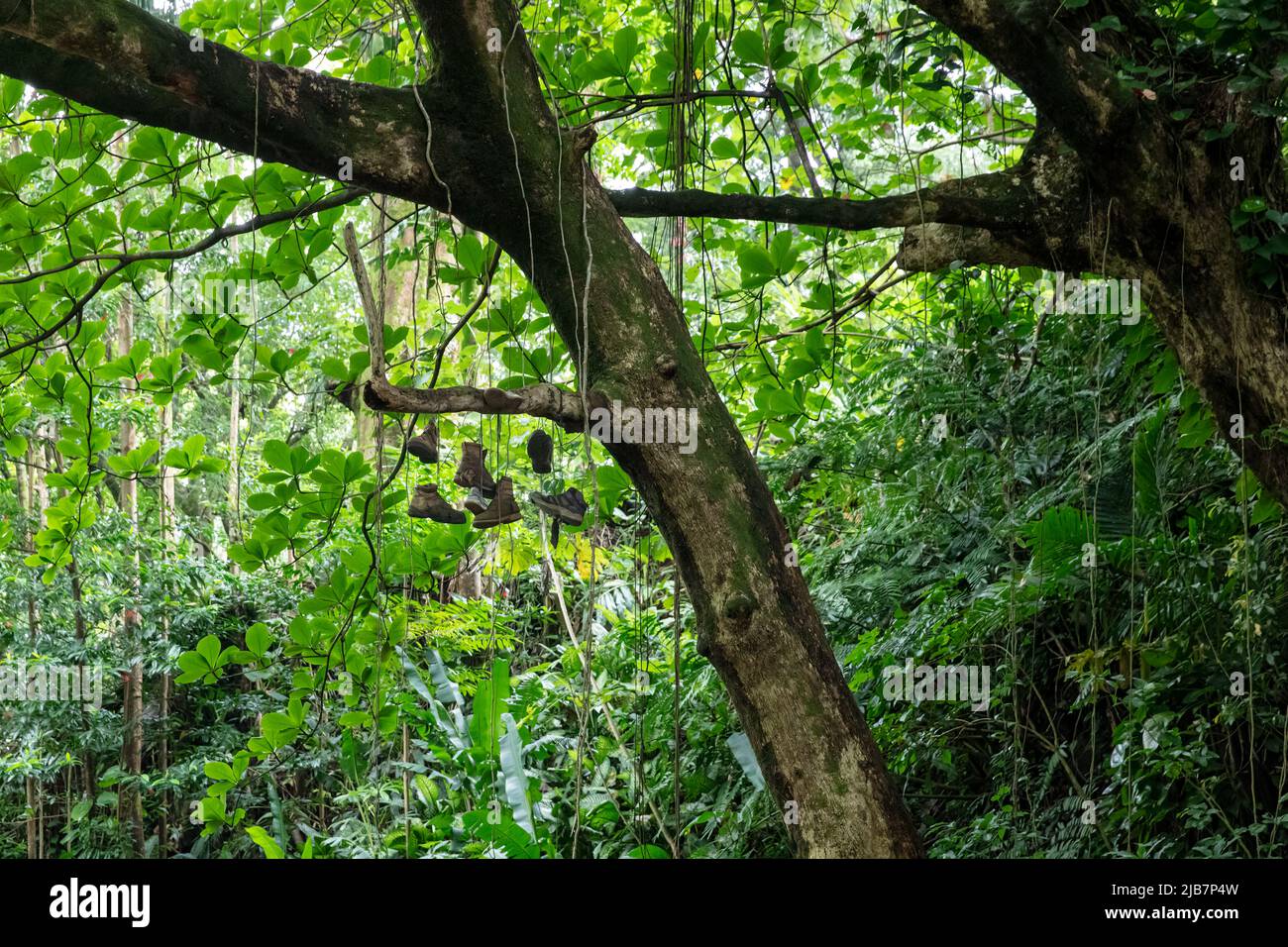 Zapatos colgando de una rama de árbol a lo largo de Manoa Falls Trail, Oahu, Hawaii Foto de stock