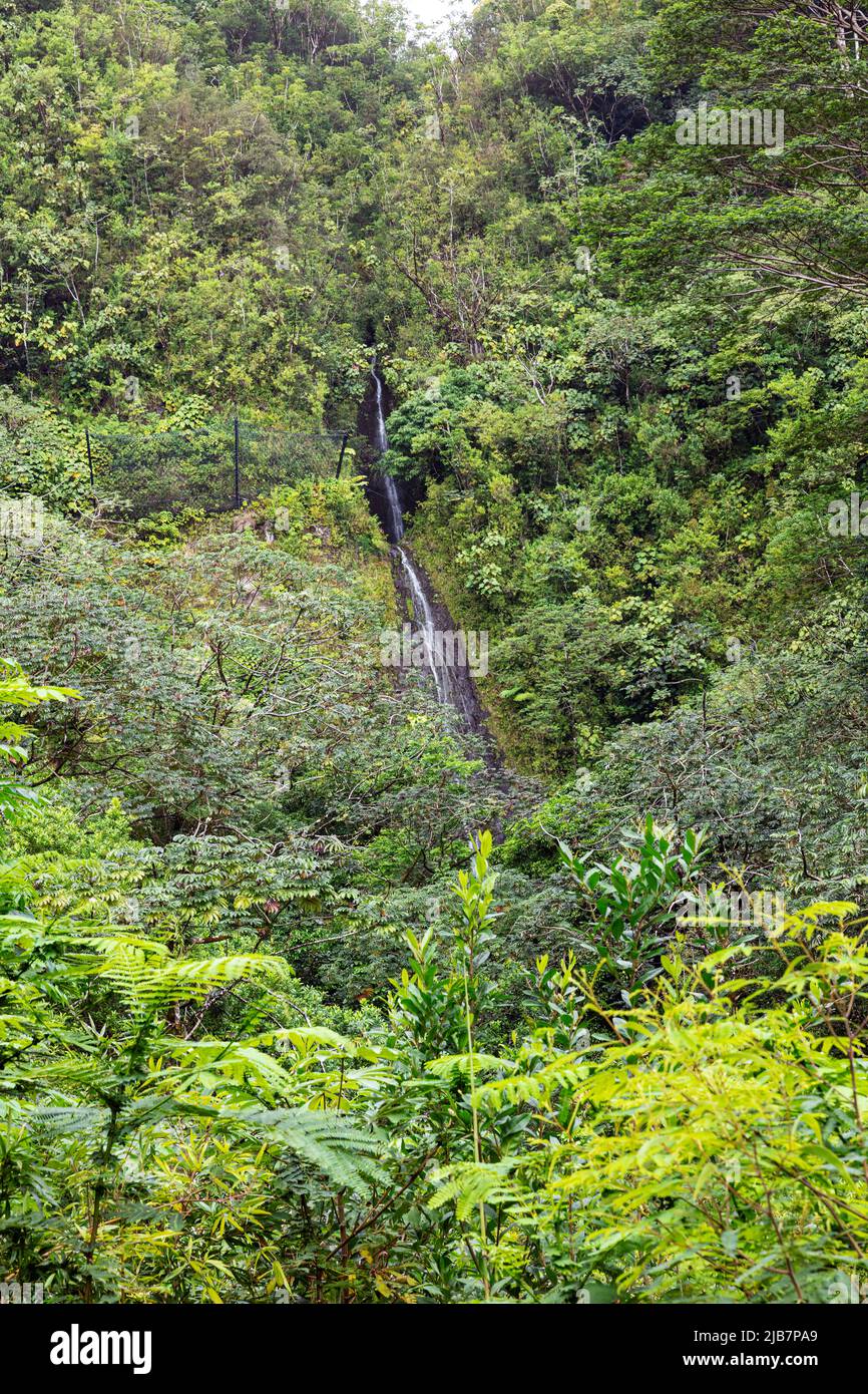 Manoa Falls, Oahu, Hawaii Foto de stock