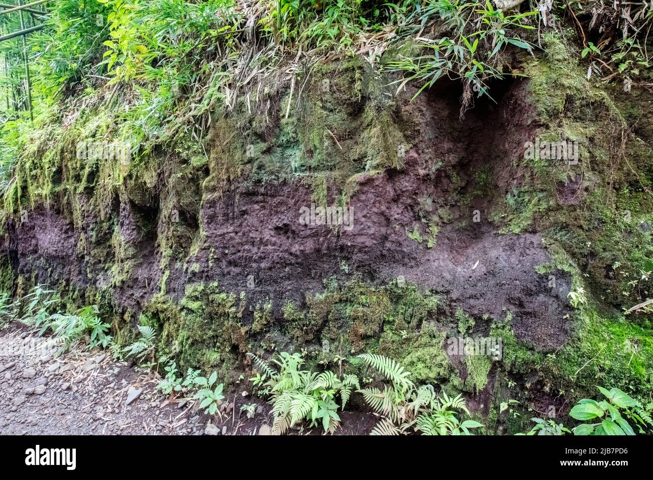 Terreno expuesto y roca a lo largo de la caminata de Manoa Falls, Oahu, Hawaii Foto de stock