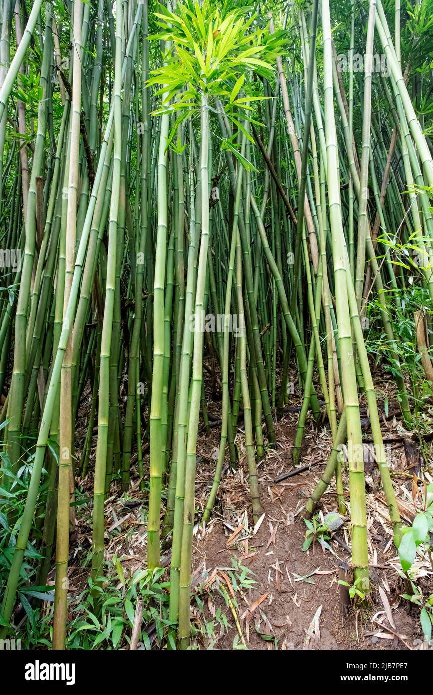 Bambú a lo largo de la caminata por las Cataratas de Manoa, Oahu, Hawaii Foto de stock