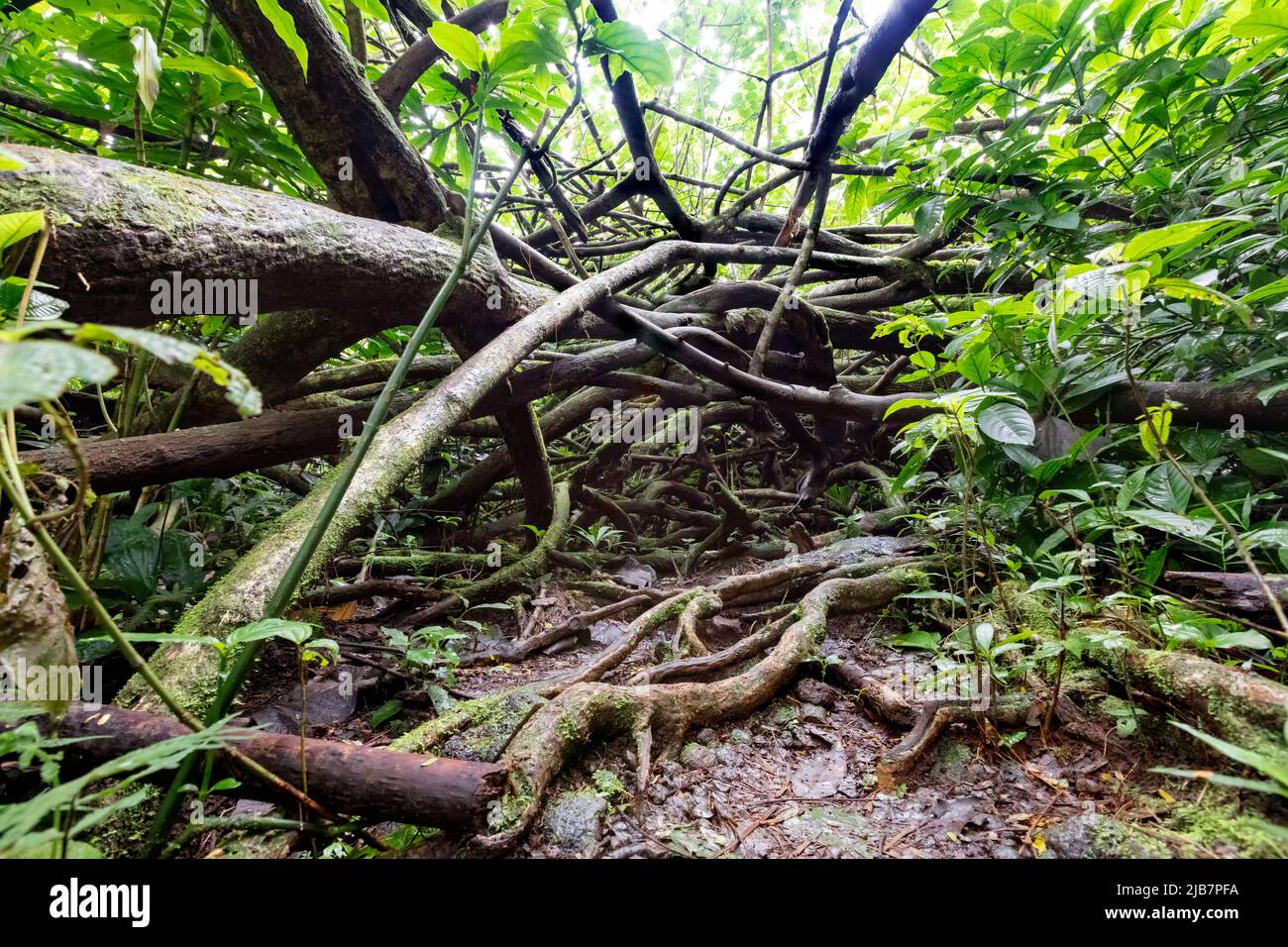 Una densa maraña de raíces a lo largo de la caminata por las Cataratas de Manoa, Oahu, Hawaii Foto de stock