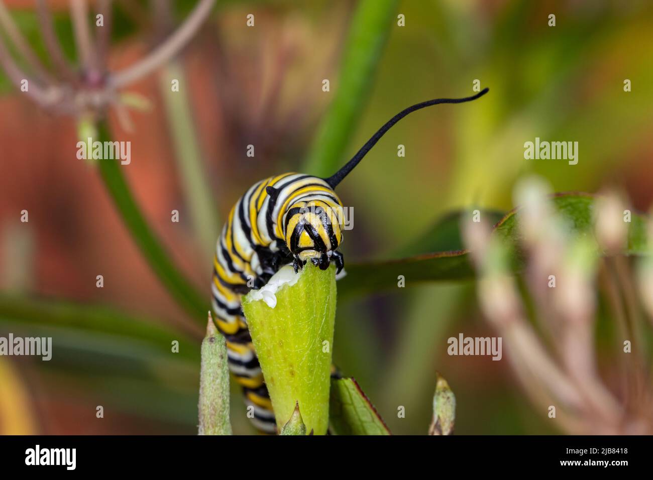 Oruga de mariposa monarca comiendo hoja de planta de maleza de pantano. Conservación de insectos y naturaleza, conservación de hábitat, y jardín de flores en el patio trasero CO Foto de stock