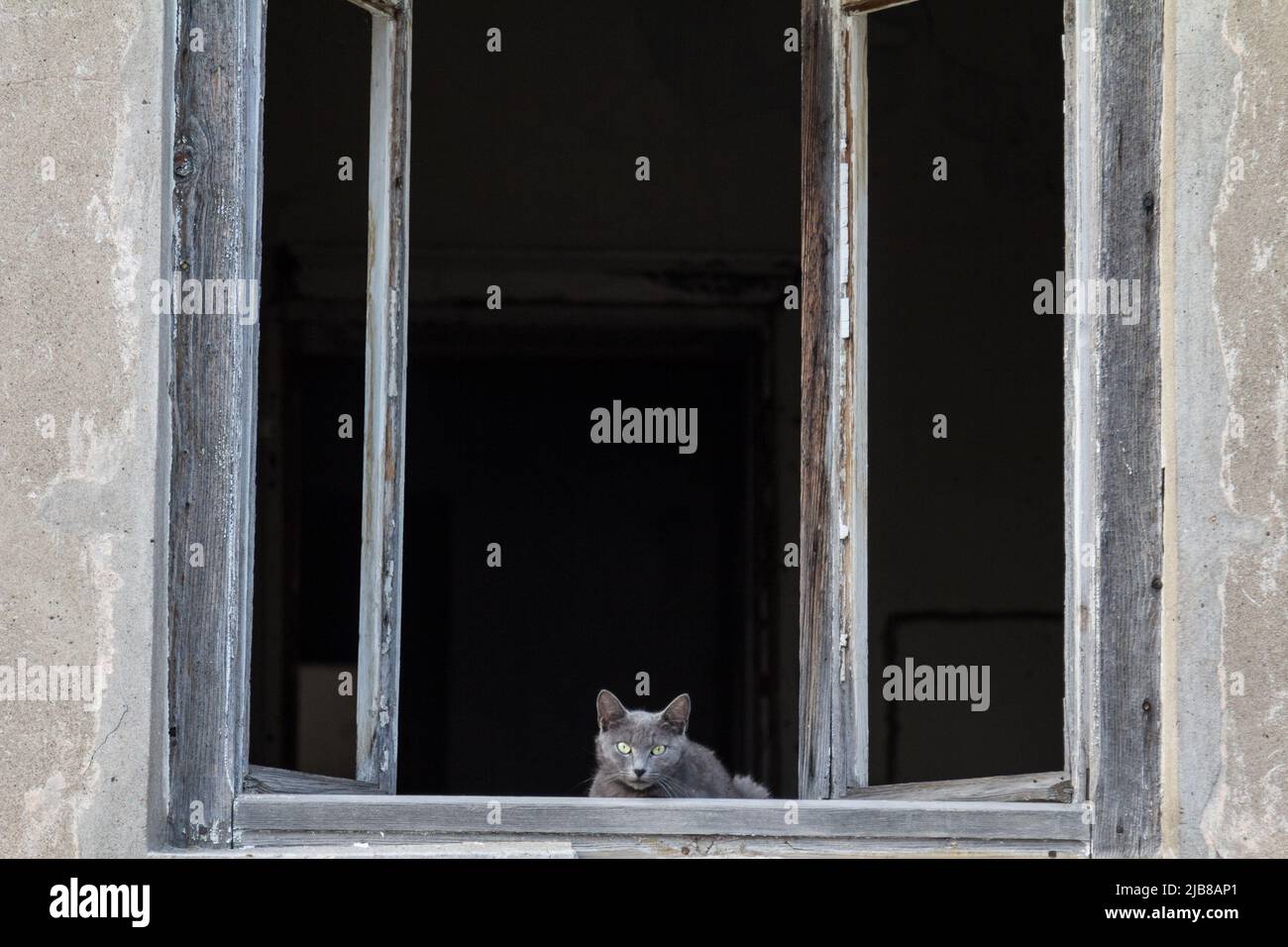 Foto de un gato callejero azul tomada en una calle serbia, curioso, observando al fotógrafo desde una casa abandonada. Foto de stock