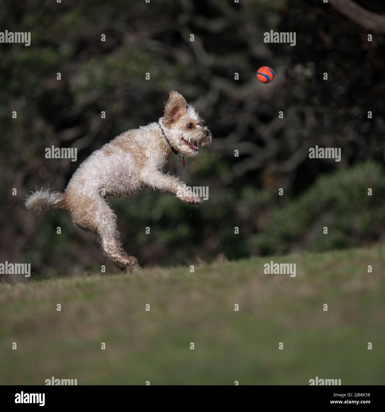 Saltando para atrapar una pelota fotografías e imágenes de alta resolución  - Alamy